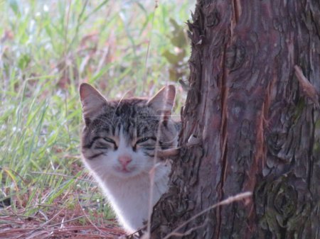 Katze versteckt sich hinter einem Baum und beobachtet ihre Beute angriffsbereit