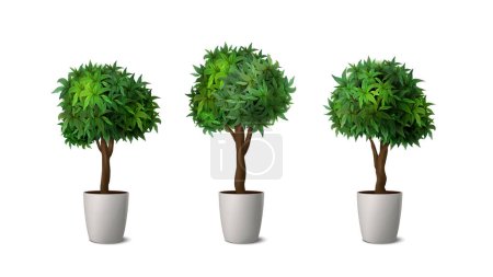 Illustration for Realistic vector icon set. Outdoor floor plant in white pot. Interior design and gerdening. - Royalty Free Image