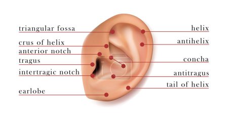 Illustration for Human ear map of parts for piercing. Isolated on white background. - Royalty Free Image