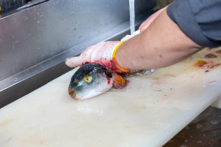 Photo for A Japanese chef processes fish to prepare sashimi. - Royalty Free Image