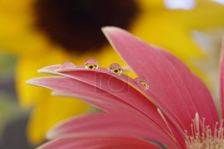 Téléchargez les photos : A macro shot of water droplets on a flower - en image libre de droit