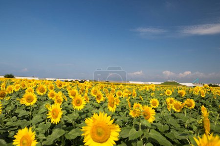 Foto de Very vast and beautiful sunflower field under the blue sky - Imagen libre de derechos