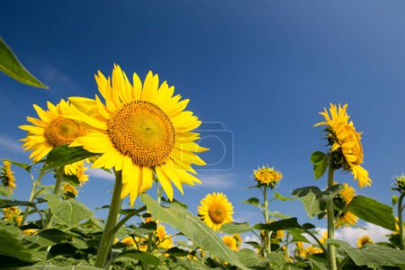 Foto de Very vast and beautiful sunflower field under the blue sky - Imagen libre de derechos