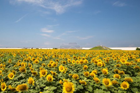 Téléchargez les photos : Very vast and beautiful sunflower field under the blue sky - en image libre de droit