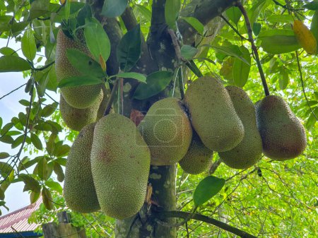 Photo for Cempedak, Artocarpus integer, exotic fruit similar to jackfruit, hanging on tree - Royalty Free Image
