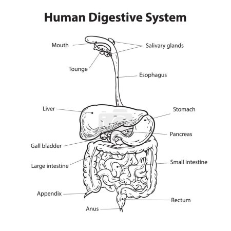 Diagrama del sistema digestivo humano, ilustración vectorial en contorno simple en blanco y negro, salud y concepto médico