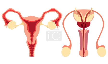 Illustration for Human Reproductive System diagram, male and female vector illustration cut out on white - Royalty Free Image