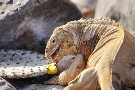 Téléchargez les photos : Barrington land iguana (Conolophus pallidus) eating cactus, Santa Fe Island, Galapagos National Park, Ecuador. It is endemic to Santa Fe Island. - en image libre de droit