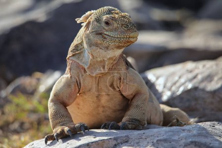 Téléchargez les photos : Barrington land iguana (Conolophus pallidus) on Santa Fe Island, Galapagos National Park, Ecuador. It is endemic to Santa Fe Island. - en image libre de droit