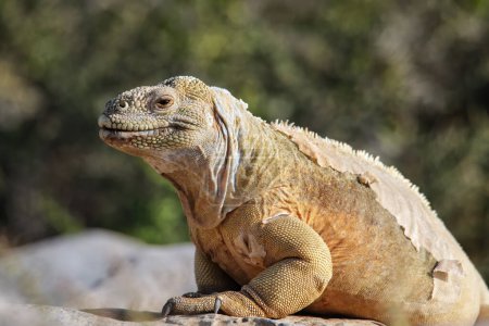 Téléchargez les photos : Barrington land iguana (Conolophus pallidus) on Santa Fe Island, Galapagos National Park, Ecuador. It is endemic to Santa Fe Island. - en image libre de droit