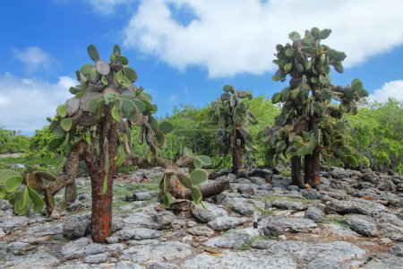 Téléchargez les photos : Prickly pear cactus trees on South Plaza Island, Galapagos National Park, Ecuador. This cactus is endemic to the Galapagos Islands. - en image libre de droit
