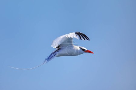 Téléchargez les photos : Oiseau tropique à bec rouge (Phaethon aethereus) volant près de l'île South Plaza, parc national des Galapagos, Équateur. - en image libre de droit