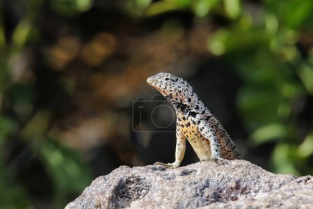 Téléchargez les photos : Lézard des Galapagos laza sur l'île Santa Fe, parc national des Galapagos, Équateur. Il est endémique des îles Galapagos. - en image libre de droit
