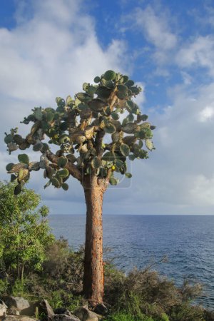 Téléchargez les photos : Large Prickly pear cactus (Opuntia galapageia) on Santa Fe Island, Galapagos National Park, Ecuador.  It is endemic to the Galapagos Islands. - en image libre de droit