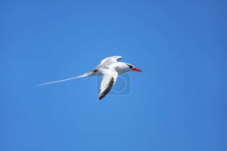 Téléchargez les photos : Oiseau tropique à bec rouge (Phaethon aethereus) volant près de l'île South Plaza, parc national des Galapagos, Équateur. - en image libre de droit