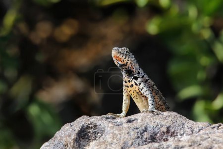 Téléchargez les photos : Lézard des Galapagos laza sur l'île Santa Fe, parc national des Galapagos, Équateur. Il est endémique des îles Galapagos. - en image libre de droit