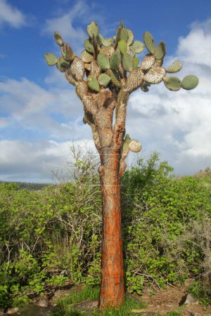 Téléchargez les photos : Large Prickly pear cactus (Opuntia galapageia) on Santa Fe Island, Galapagos National Park, Ecuador.  It is endemic to the Galapagos Islands. - en image libre de droit