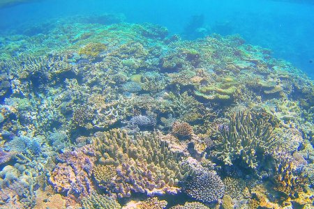 Téléchargez les photos : Récif corallien au large des côtes de l'île Gee dans la lagune d'Ouvea, îles Loyauté, Nouvelle-Calédonie. La lagune a été inscrite au patrimoine mondial de l'Unesco en 2008
. - en image libre de droit