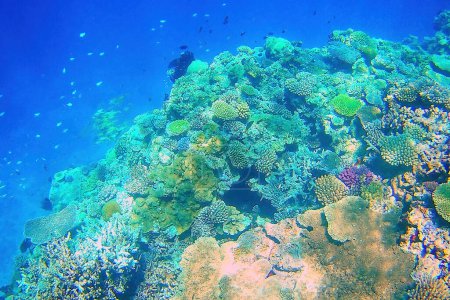 Foto de Arrecife de coral frente a la costa de la isla Gee en la laguna de Ouvea, Islas de Lealtad, Nueva Caledonia. La laguna fue declarada Patrimonio de la Humanidad por la Unesco en 2008
. - Imagen libre de derechos