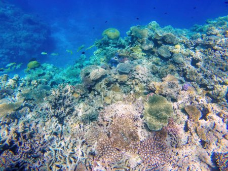Récif corallien au large des côtes de l'île Gee dans la lagune d'Ouvea, îles Loyauté, Nouvelle-Calédonie. La lagune a été inscrite au patrimoine mondial de l'Unesco en 2008
.