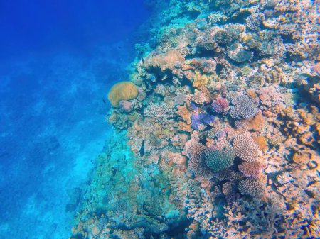 Arrecife de coral frente a la costa de la isla Gee en la laguna de Ouvea, Islas de Lealtad, Nueva Caledonia. La laguna fue declarada Patrimonio de la Humanidad por la Unesco en 2008
.