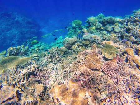 Foto de Arrecife de coral frente a la costa de la isla Gee en la laguna de Ouvea, Islas de Lealtad, Nueva Caledonia. La laguna fue declarada Patrimonio de la Humanidad por la Unesco en 2008
. - Imagen libre de derechos