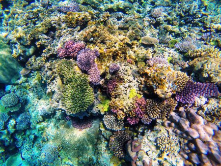 Arrecife de coral frente a la costa de la isla Gee en la laguna de Ouvea, Islas de Lealtad, Nueva Caledonia. La laguna fue declarada Patrimonio de la Humanidad por la Unesco en 2008
.