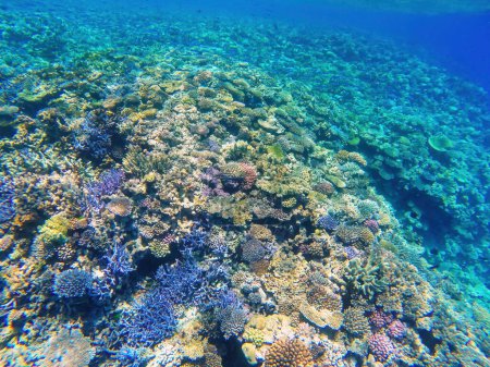 Korallenriff vor der Küste der Insel in der Ouvea-Lagune, Loyalitätsinseln, Neukaledonien. Die Lagune wurde 2008 zum UNESCO-Weltkulturerbe erklärt.