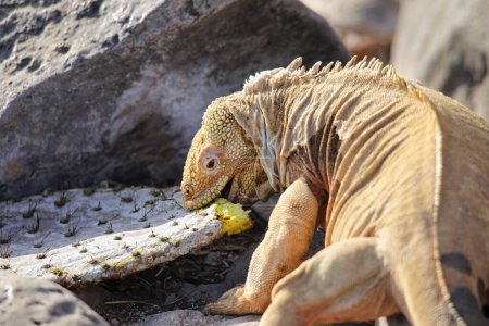 Barrington land iguana (Conolophus pallidus) eating cactus, Santa Fe Island, Galapagos National Park, Ecuador. It is endemic to Santa Fe Island.