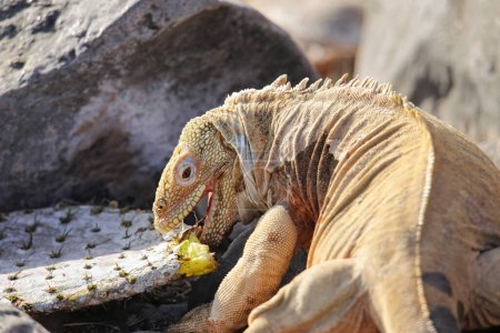 Barrington land iguana (Conolophus pallidus) eating cactus, Santa Fe Island, Galapagos National Park, Ecuador. It is endemic to Santa Fe Island.