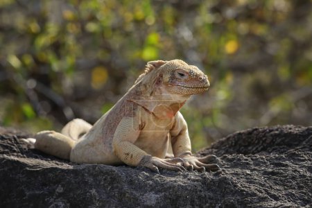 Barrington land iguana (Conolophus pallidus) on Santa Fe Island, Galapagos National Park, Ecuador. It is endemic to Santa Fe Island.