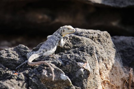 Galapagos lava lizard (Microlophus albemarlensis) on Santa Fe Island, Galapagos National Park, Ecuador.