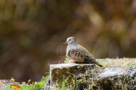 Common ground dove (Columbina passerina) on Grenada island, Grenada, West Indies
