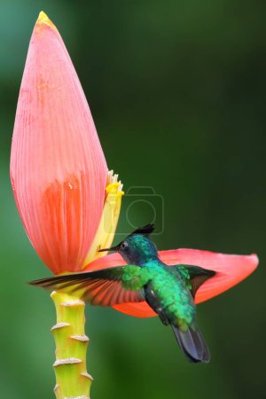 Antillean crested hummingbird (Orthorhyncus cristatus) feeding from banana flower, Grenada island, Grenada