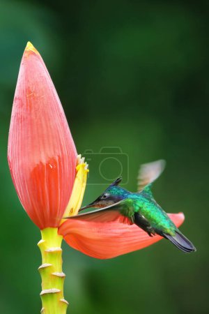 Antillean crested hummingbird (Orthorhyncus cristatus) feeding from banana flower, Grenada island, Grenada