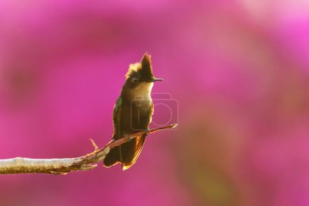 Antillean crested hummingbird (Orthorhyncus cristatus) sitting on a stick, Grenada island, Grenada