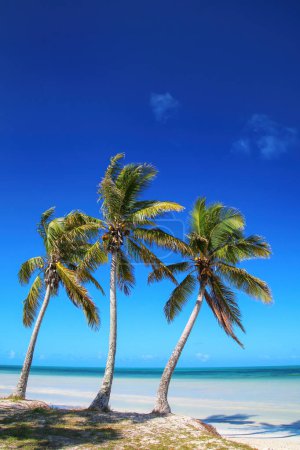 Palmiers sur la côte de la lagune d'Ouvea sur l'île d'Ouvea, îles Loyauté, Nouvelle-Calédonie. La lagune a été inscrite au patrimoine mondial de l'Unesco en 2008
.
