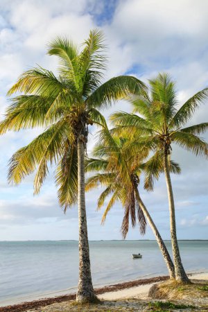 Foto de Palmeras en la costa de la laguna de Ouvea en la isla de Ouvea, Islas de Lealtad, Nueva Caledonia. La laguna fue declarada Patrimonio de la Humanidad por la Unesco en 2008
. - Imagen libre de derechos