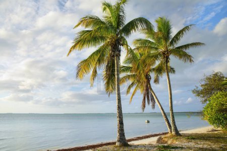 Palmiers sur la côte de la lagune d'Ouvea sur l'île d'Ouvea, îles Loyauté, Nouvelle-Calédonie. La lagune a été inscrite au patrimoine mondial de l'Unesco en 2008
.