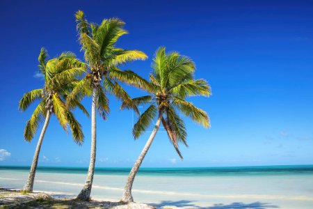 Palmen an der Küste der ouvea-Lagune auf ouvea-Insel, Treueinseln, Neukaledonien. Die Lagune wurde 2008 zum UNESCO-Weltkulturerbe erklärt.