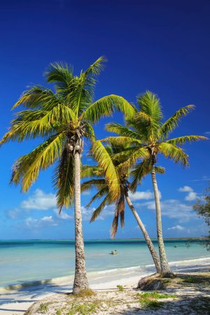 Téléchargez les photos : Palmiers sur la côte de la lagune d'Ouvea sur l'île d'Ouvea, îles Loyauté, Nouvelle-Calédonie. La lagune a été inscrite au patrimoine mondial de l'Unesco en 2008
. - en image libre de droit