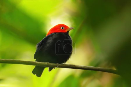 Red-capped manakin (Ceratopipra mentalis) sitting on a branch, Costa Rica