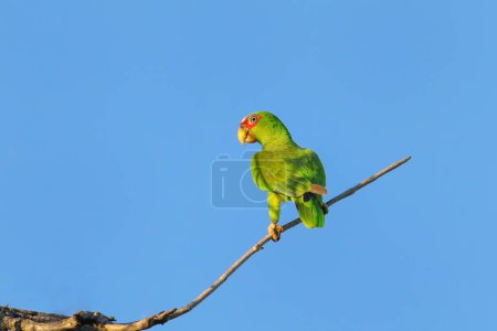 White-fronted amazon (Amazona albifrons) sitting in a tree, Costa Rica