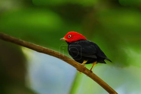 Manakin à tête rouge (Ceratopipra mentalis) assis sur une branche, Costa Rica