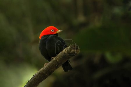 Manakin à tête rouge (Ceratopipra mentalis) assis sur une branche, Costa Rica