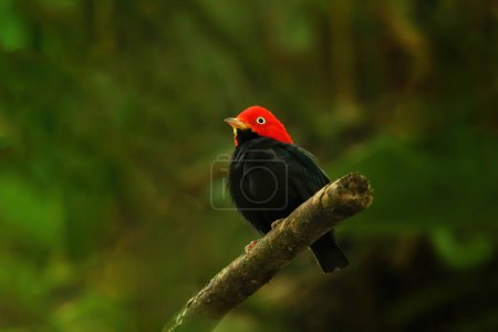 Manakin de capa roja (Ceratopipra mentalis) sentado en una rama, Costa Rica