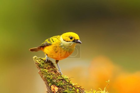 Silver-throated tanager (Tangara icterocephala) sitting on a branch, Costa Rica