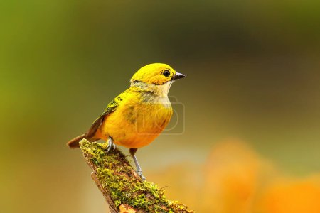 Silver-throated tanager (Tangara icterocephala) sitting on a branch, Costa Rica