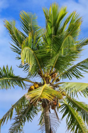 Foto de Vista cercana de la parte superior de la palmera con cocos - Imagen libre de derechos