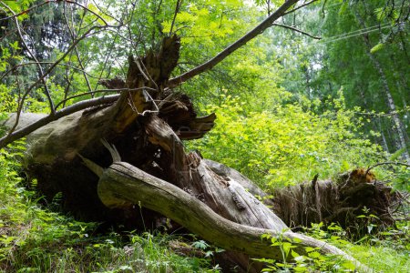 Foto de Viejo tronco de un árbol caído en el bosque - Imagen libre de derechos
